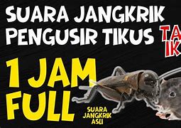 Suara Jangkrik Pengusir Tikus Ampuh